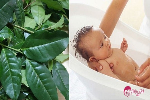  Trẻ sơ sinh có nên tắm bằng lá trà xanh không? Có tốt không?