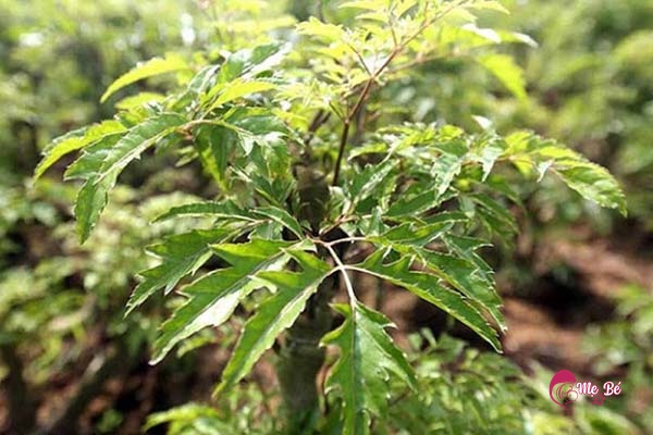 Cách chữa mất ngủ cho phụ nữ sau sinh bằng đinh lăng